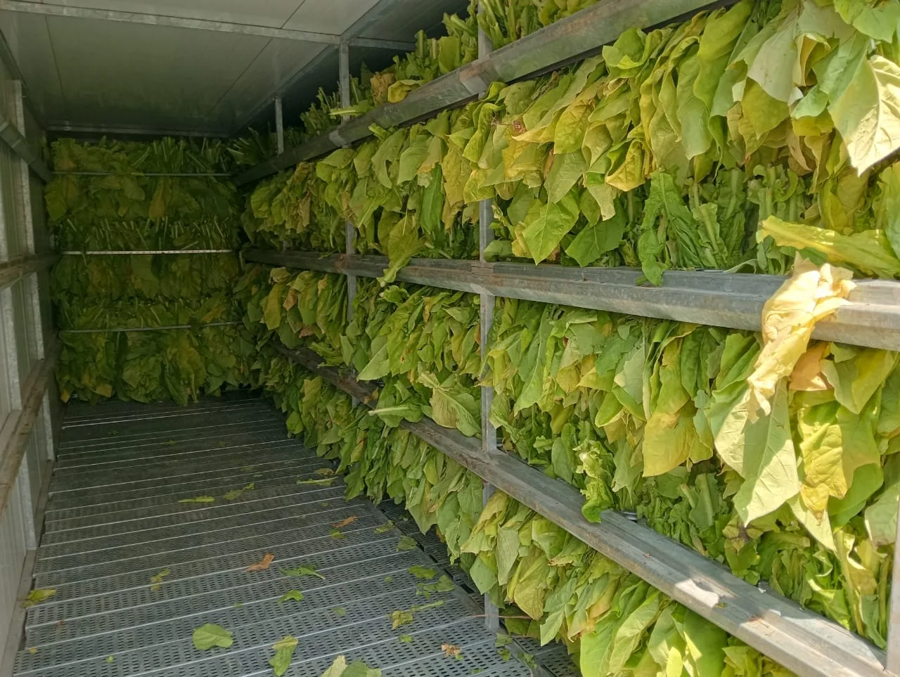 Leaf entering the curing chamber