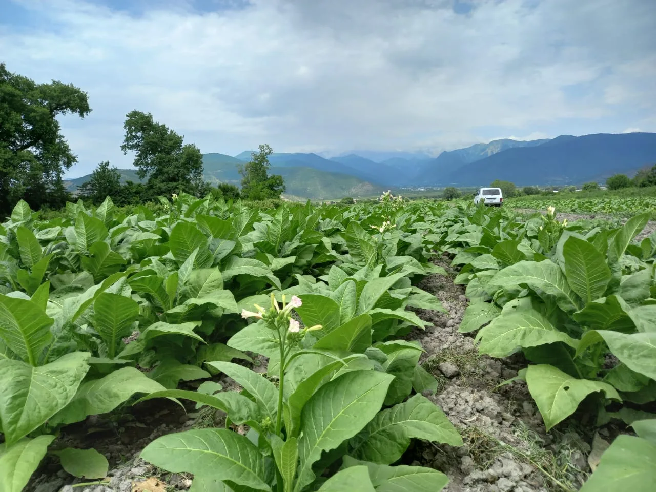 Tobacco field below mountains