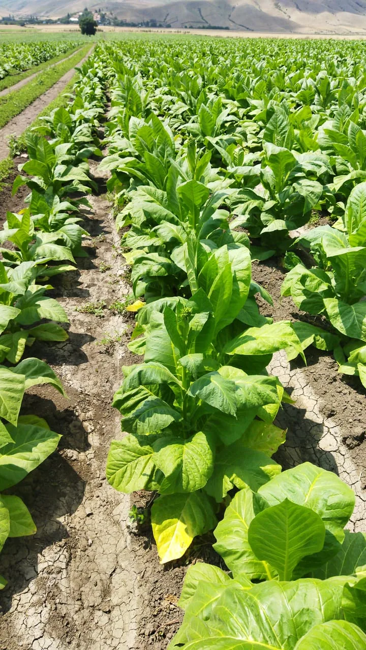 Rows of young tobacco plants