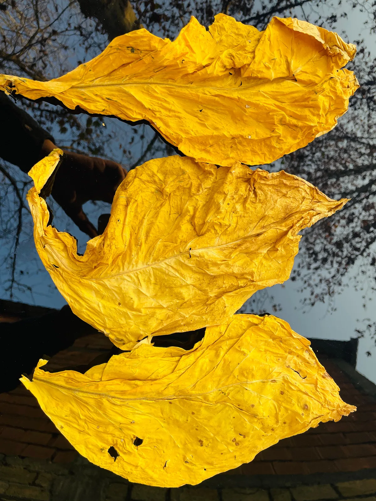 Cured leaf